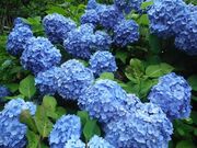 �����̐X�̂��������̎ʐ^4