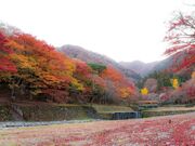 �{�V�����̍g�t�̎ʐ^4