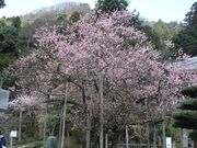 �e�a���l�䂩��̔��[�̔~�E���@���̎ʐ^4