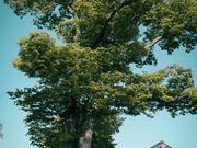 ����_�� �P���L�̋����̎ʐ^2