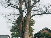 ����_�� �P���L�̋����̎ʐ^3