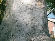 ����_�� �P���L�̋����̎ʐ^4