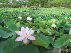 a̎RAΉԃZ^[̃nX̎ʐ^1