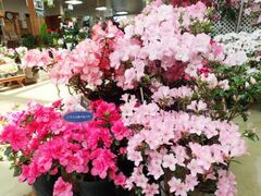 �L�������@�A�U���A�W�̎ʐ^1