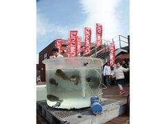 �b�R�������܂�̎ʐ^1