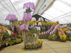 ��z�R�m�����܂�̎ʐ^1