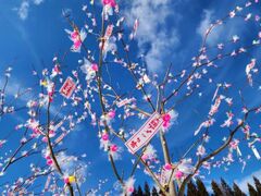 ��كA���b�R�s�̎ʐ^1