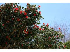 �\�o�R�̒ւ̎ʐ^1