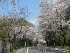 �H���R�����̍��̎ʐ^1