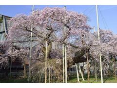 �ʎ�@�̃V�_���U�N���ق��i���P��s���̍��j�̎ʐ^1