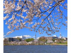 ���˂̍��܂�̎ʐ^1