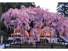 �����R���܂�̎ʐ^1