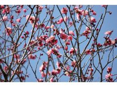 ����Ԃ܂�̎ʐ^1