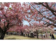 ����s���{�s20���N�L�O���Ɓ@��47�񓌂̔򒹓V���̉Ԃ܂�̎ʐ^1