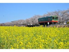 �^���c�������E���E�؂̉ԊX���̎ʐ^1