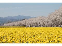 ����Ȓ����e�������@����J�Ԃ̎ʐ^1