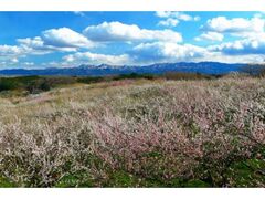 �H�Ԕ~�эՂ̎ʐ^1