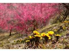 ���c�������܂�̎ʐ^1