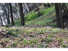 ��h�̗��̃J�^�N���E���̎ʐ^1