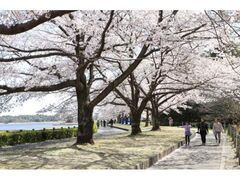 ���X�Ǐ������\���C���V�m�Ɠ��I�̎ʐ^1