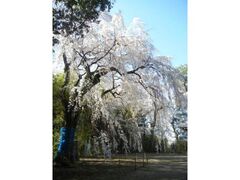 ����q��t���̃V�_���U�N���̎ʐ^1