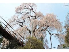 �я����̃V�_���U�N���̎ʐ^1