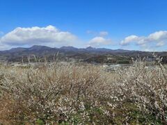 �Y���~�т̔~�̎ʐ^1