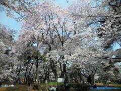 ��{�����̍��̎ʐ^1