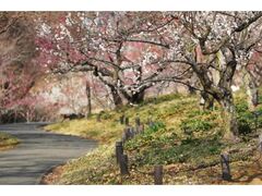 ���c�����u�ːX�ь����@���t�t�F�X�^�̎ʐ^1