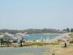 ���R�΁@���̊J�Ԃ̎ʐ^1