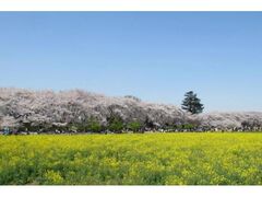 �K�茠��������̍��̎ʐ^1