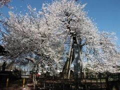 �Όˊ��U�N���̎ʐ^1