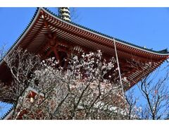 ���c�̔~�܂�̎ʐ^1