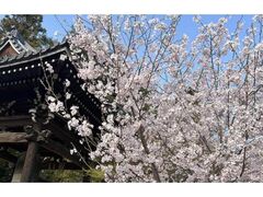 ���Q���̍��̎ʐ^1