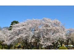 �����������܂�̎ʐ^1