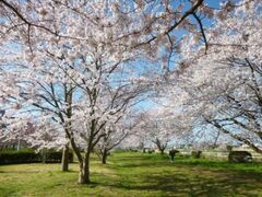 �Ԍ����{���Βn�̍����؂̎ʐ^1