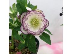 �N���X�}�X���[�Y�̐��E�W2026�@�`���f�̉Ԃ����̉��`�̎ʐ^1