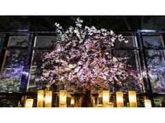 TOKYO TOWER CITY LIGHT FANTASIA �`Spring Concerto 2026�`�̎ʐ^1