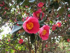 �ɓ��哇�ւ܂�̎ʐ^1