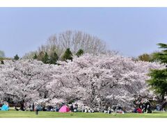 �t�����[�t�F�X�e�B�o���̎ʐ^1