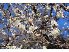 ���ΐ��y���@�~�܂�u�~����뉀�ցv�̎ʐ^1