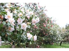 �_��A�������u�փE�B�[�N�v�̎ʐ^1