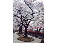 �d���₳������؂̂�����̎ʐ^1