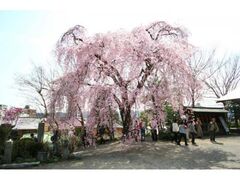 �~�⎛�̃V�_���U�N���̎ʐ^1