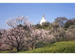 HANA�EBIYORI���Ԍi�̓��@�~�܂�2026�̎ʐ^1