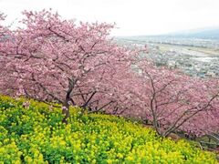 �܂����܂�̎ʐ^1