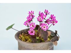 ���c�z��u�ˌ����@�ኄ���܂�̎ʐ^1