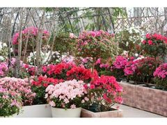 Wunbs[Et[Eo^C`ȂƈꏏɃAUA`v̎ʐ^1