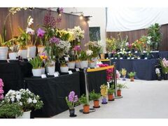 �V�������A�����@���ʓW���u�m�����W�v�̎ʐ^1