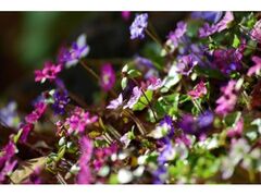 �������ኄ���X���X�^���v�����[�̎ʐ^1